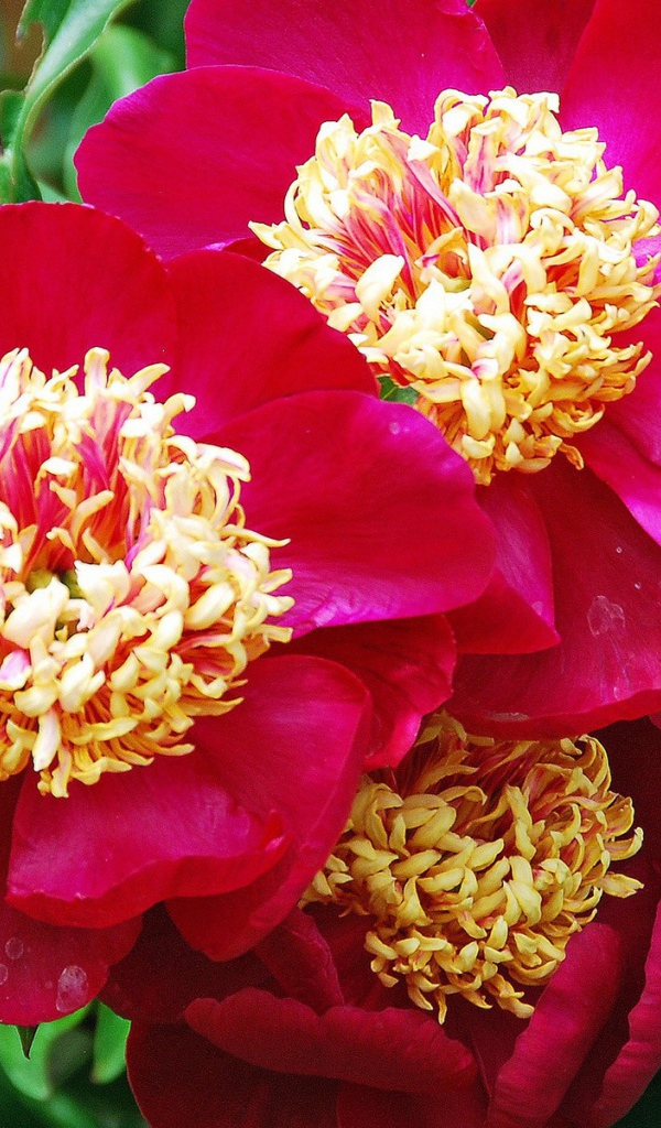 Большие цветы с красными лепестками