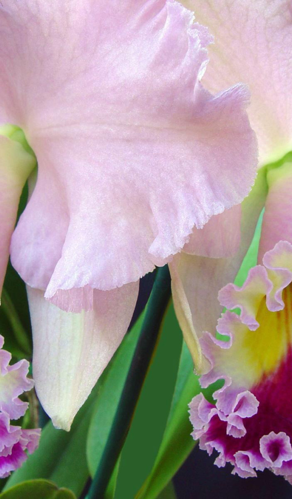 Нежно розовый ирис