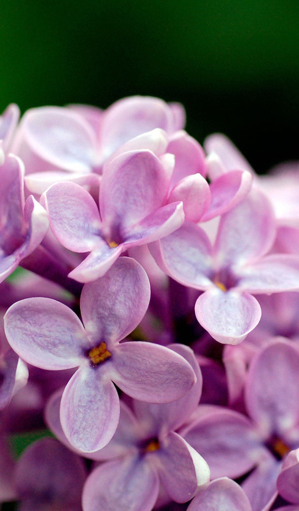 Цветы сирени