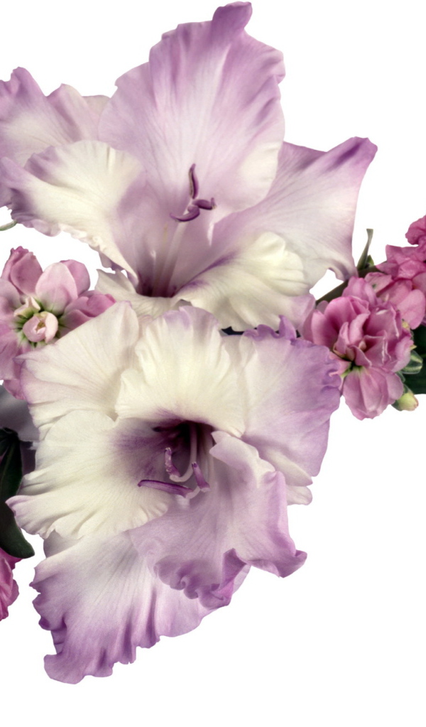 Букет сиреневых гладиолусов