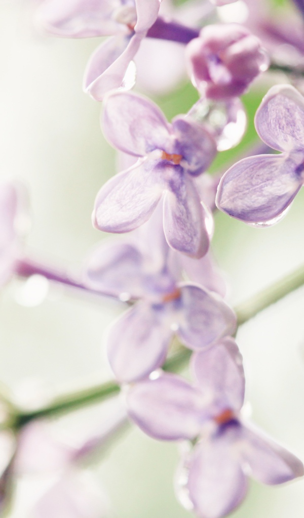 Лиловые цветы