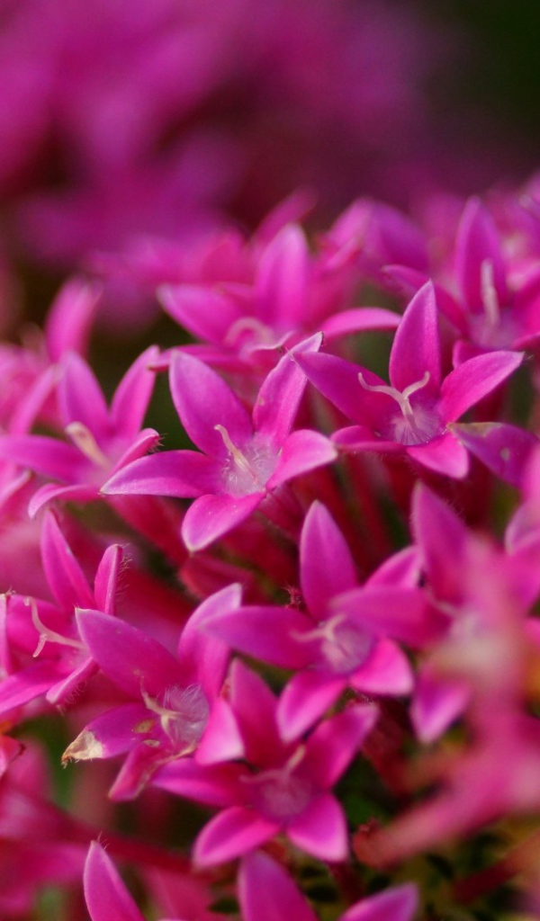 Цветы сирени