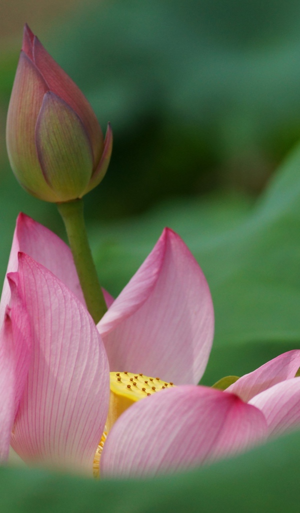 Бутон лилии