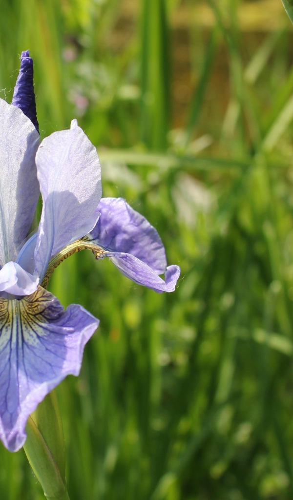 Одинокий цветок ирис