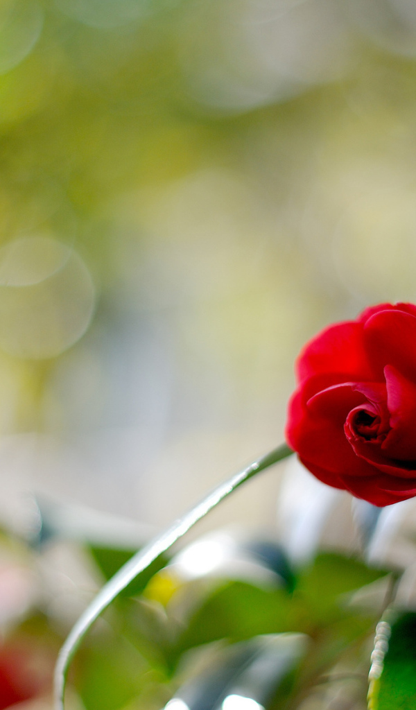 Одинокий цветок камелии