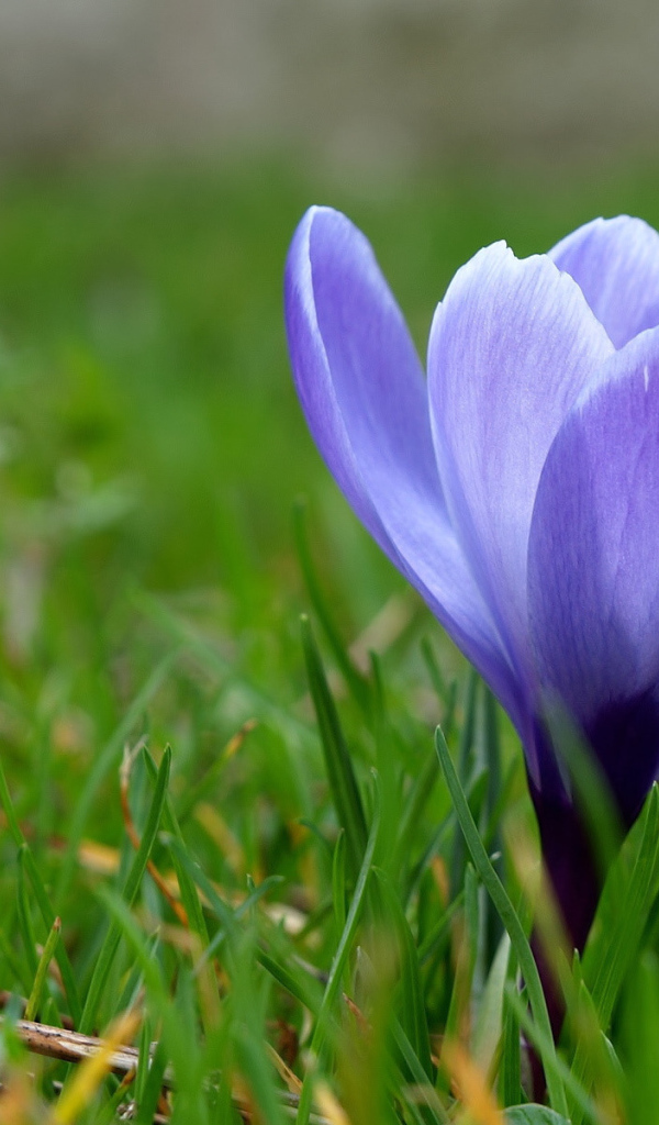 Одинокий подснежник в саду