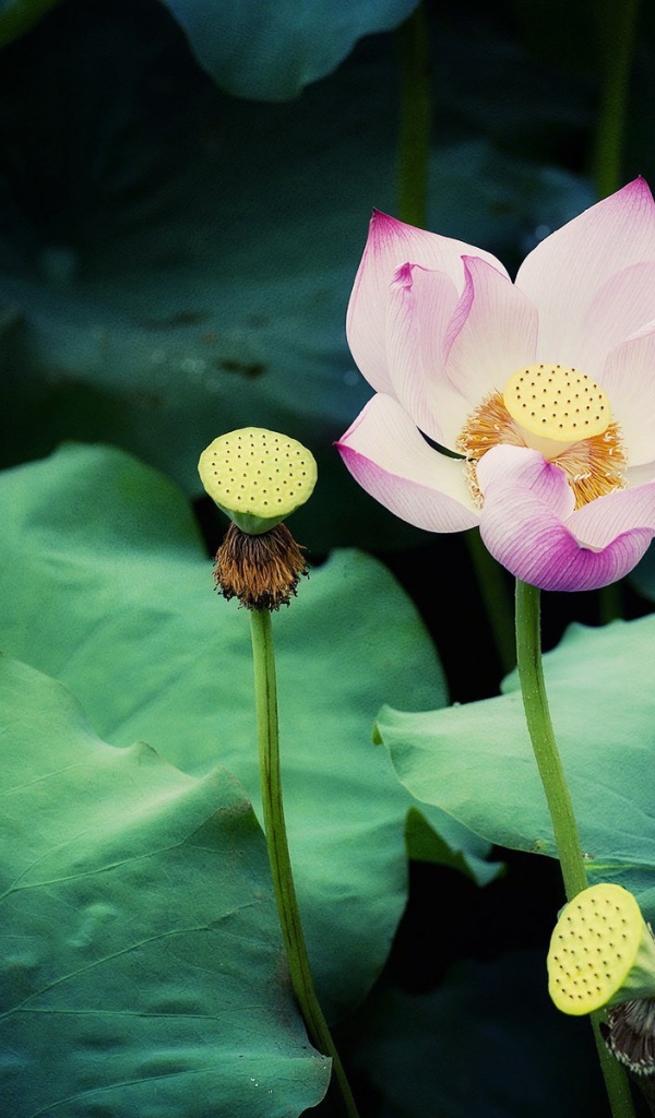 Цветок лотоса