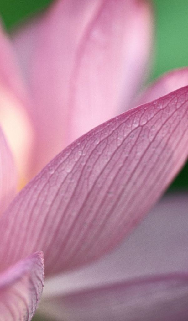 Фото лотоса