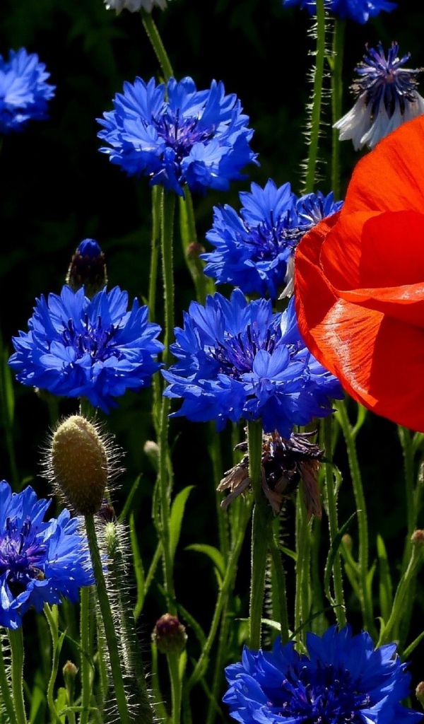 Мак с васильками на поляне