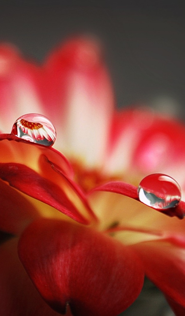 Роса вблизи