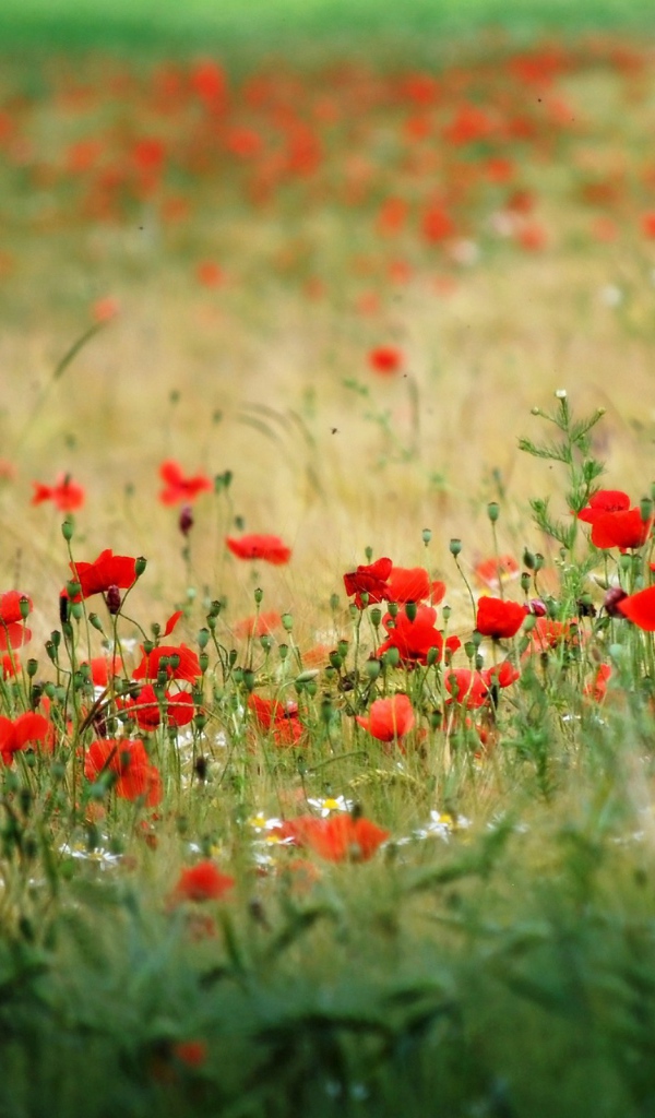 Много красного мака в поле