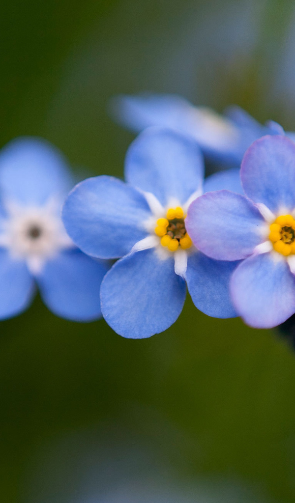 Цветы незабудки расцвели в лесу