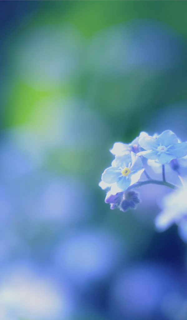 Цветы незабудки на поляне