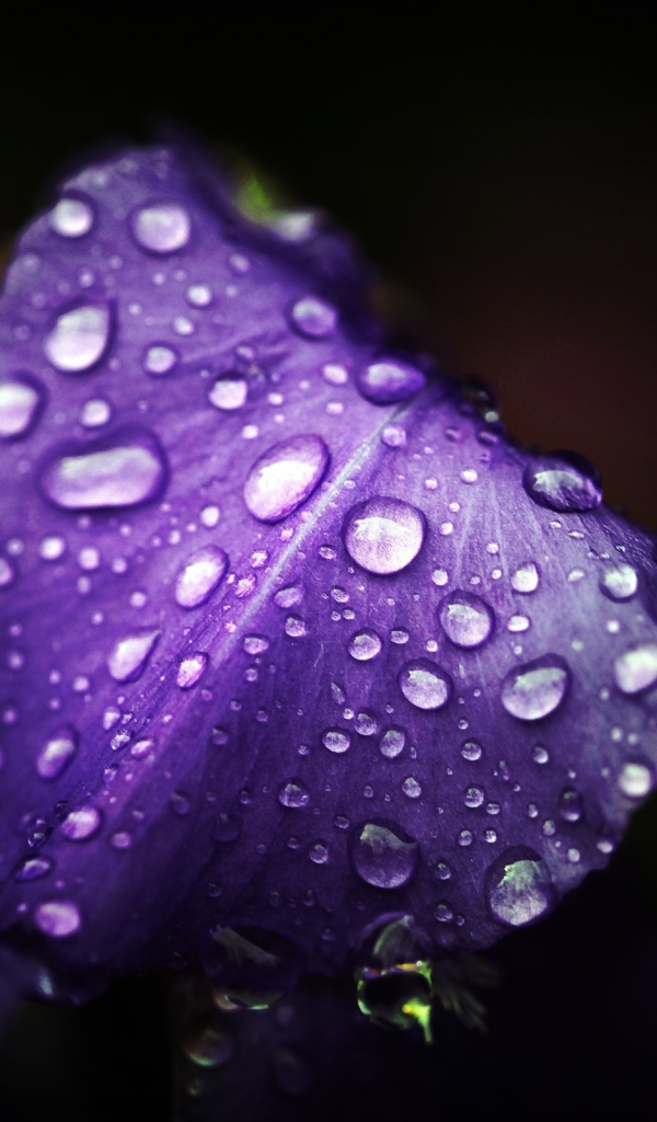 Влага на лепестках ириса