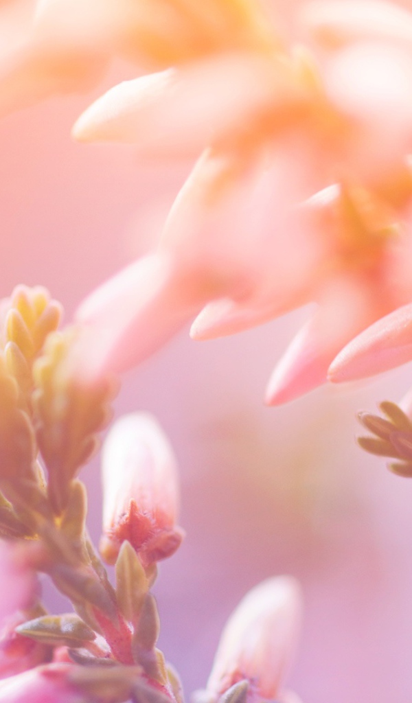 Утренние цветы