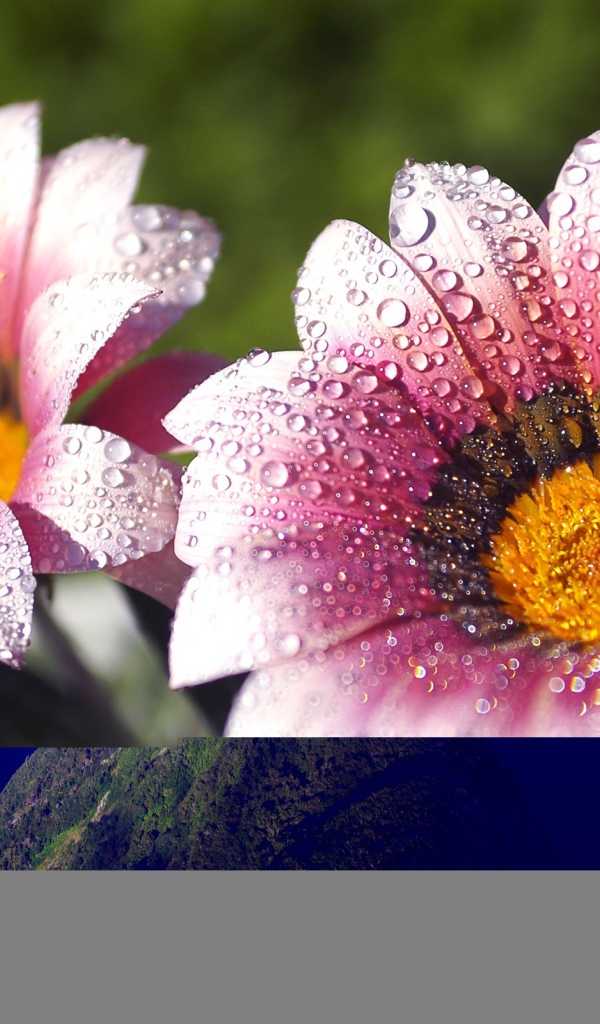 Утренняя влага