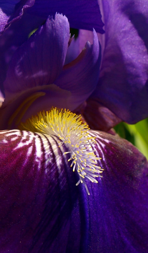 Утренний цветок ирис