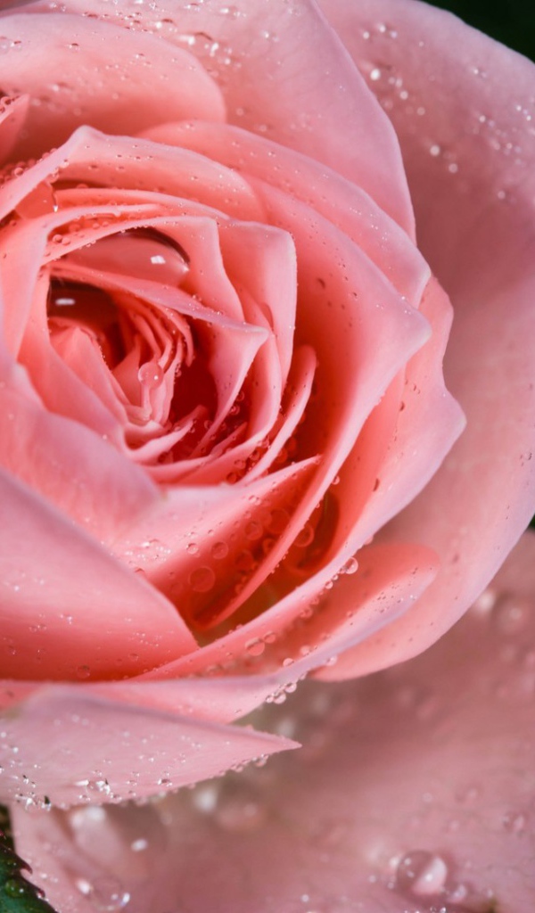 Cамая нежная роза