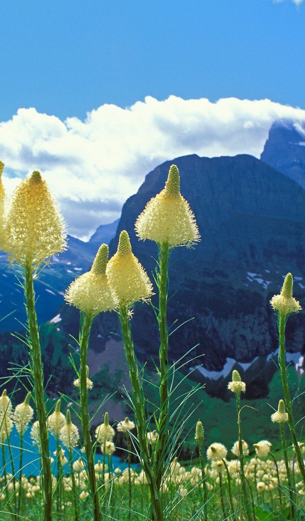 Горные цветы метелки