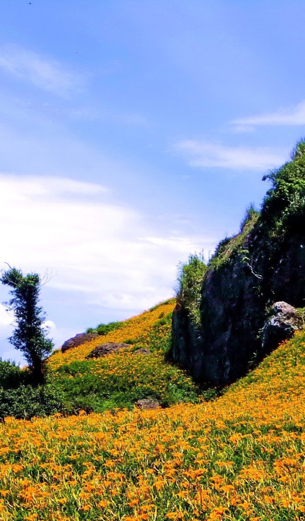 Гора в оранжевых цветах