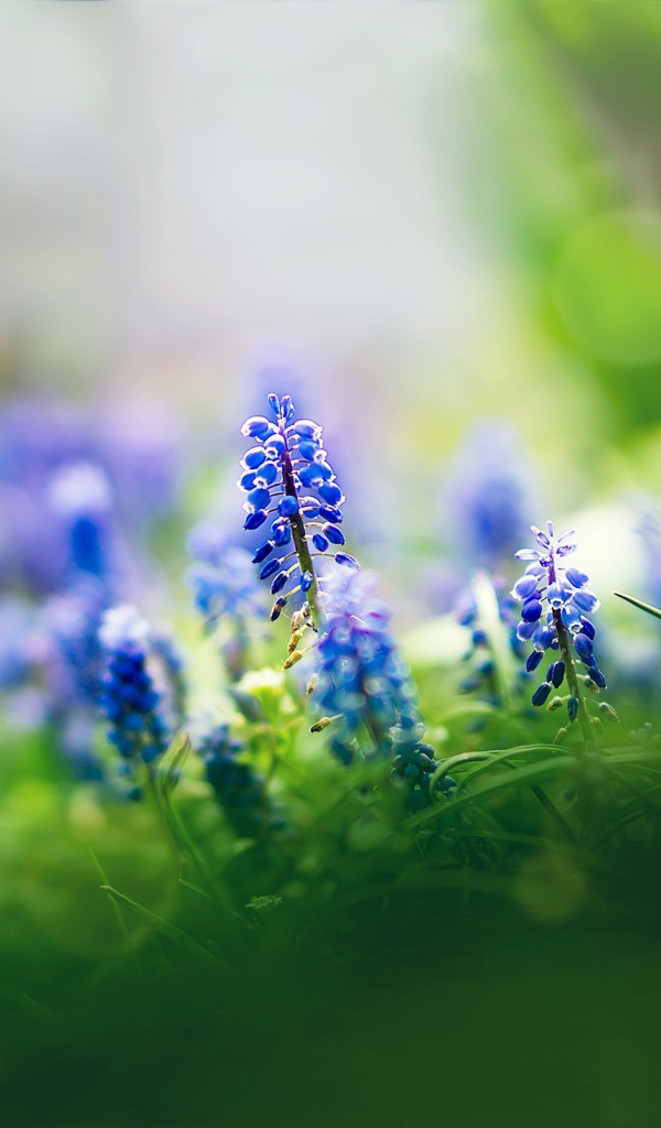 Цветы мускари