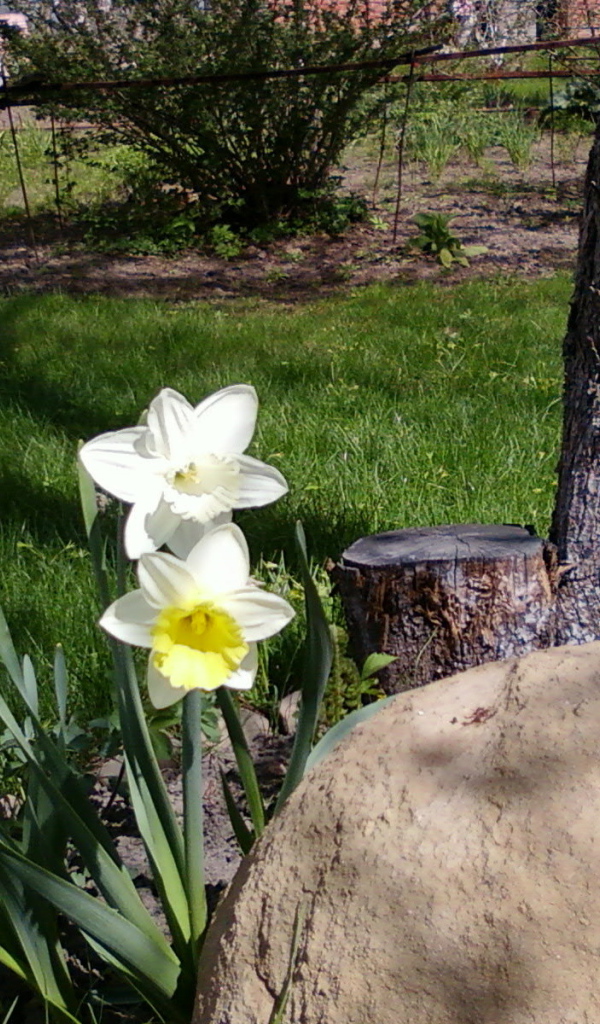 Красивое растение нектароскордум в саду