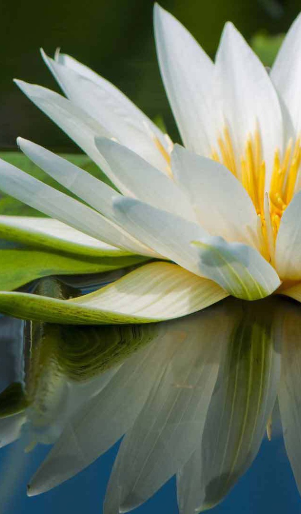 Нимфея красивый цветок на воде