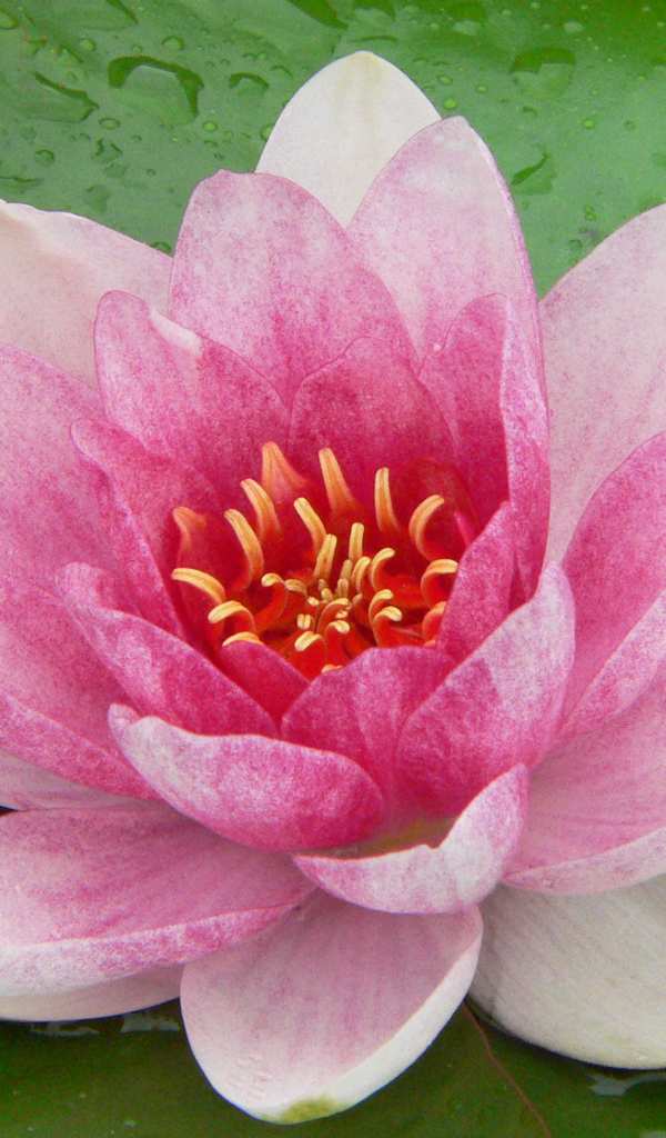 Нимфея цветок