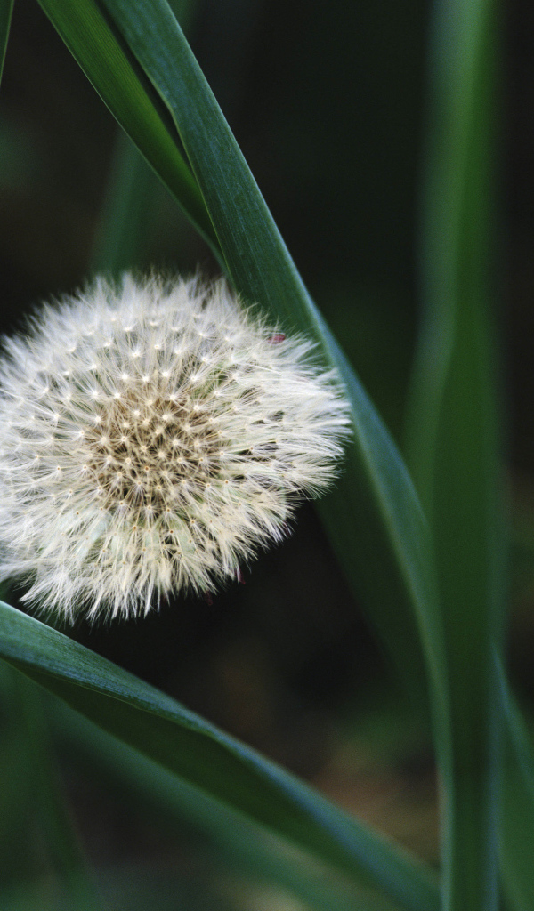 На поляне красивый козлобородник (большой одуванчик) 