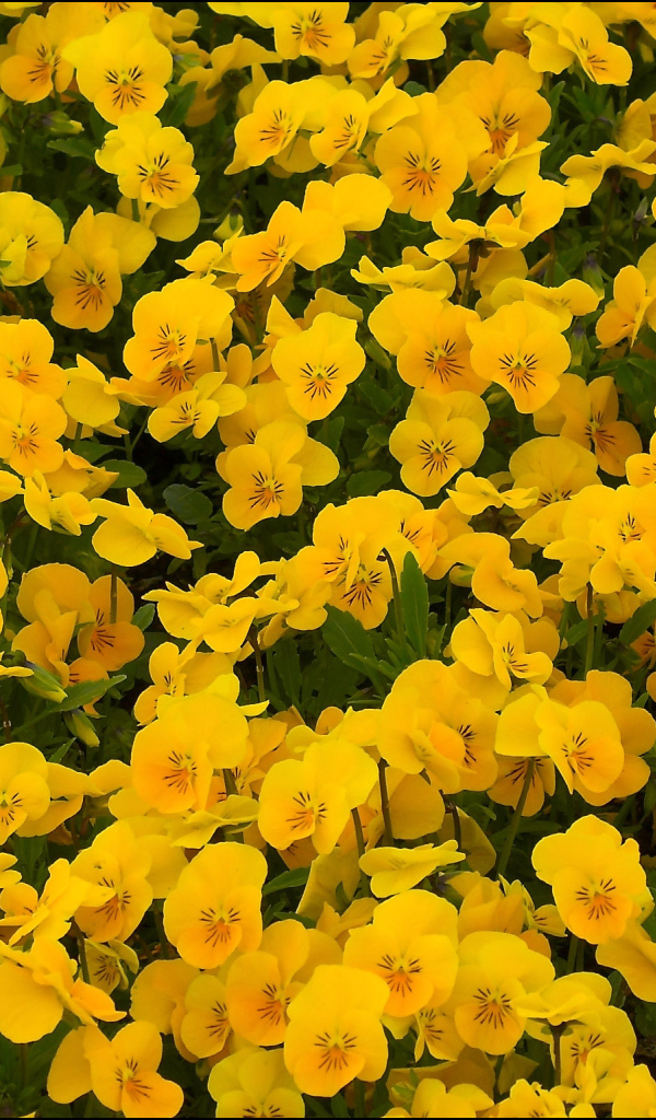 На большой поляне цветы анютины глазки