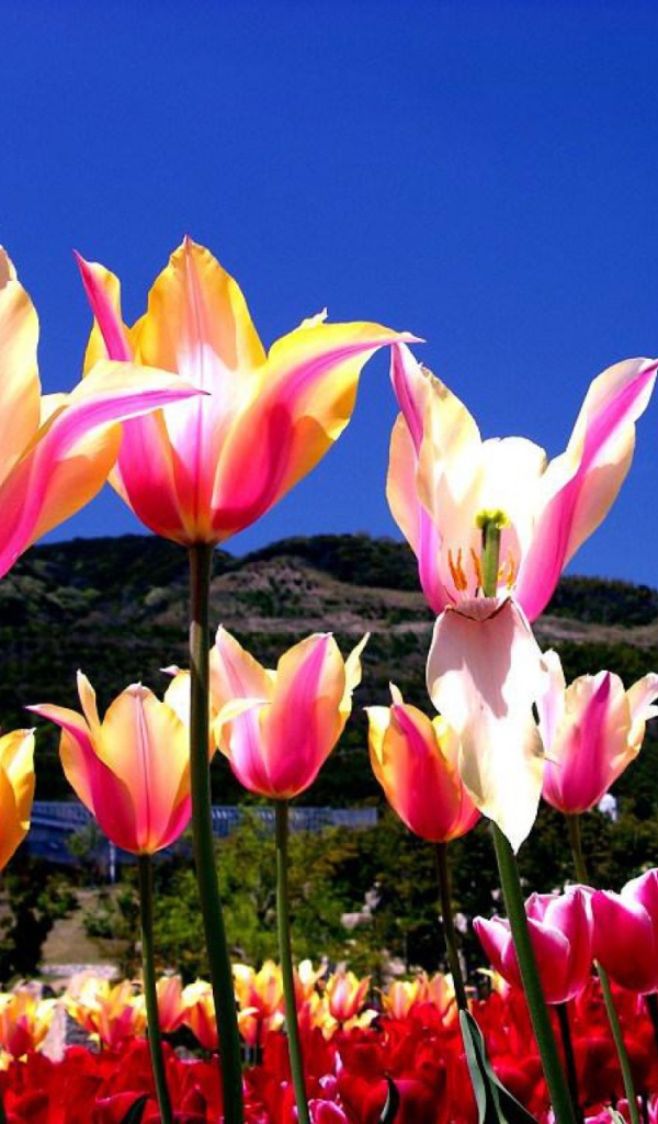 Один тюльпан завял