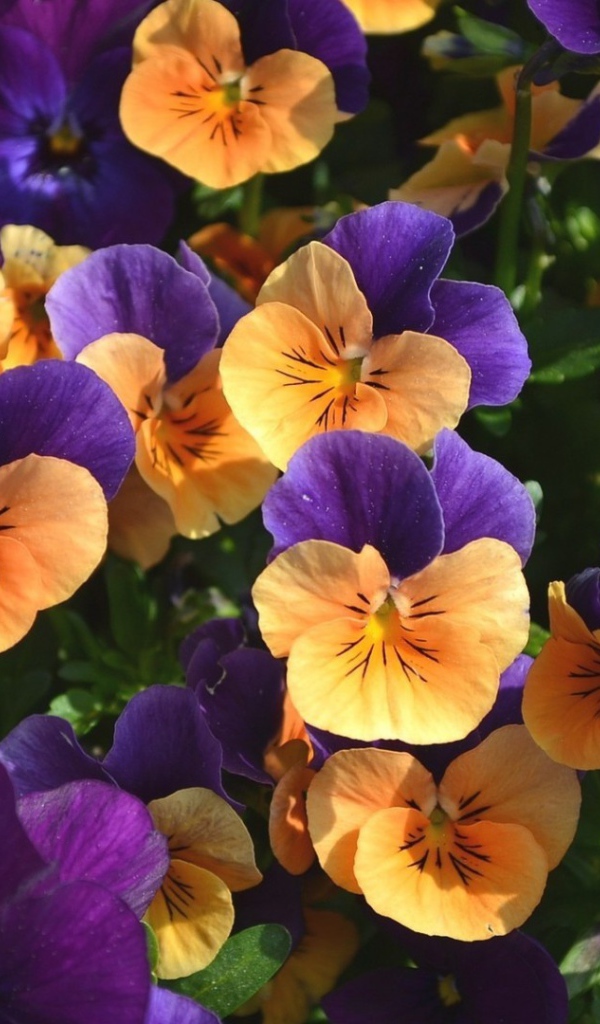 Оранжевые и фиолетовые цветы