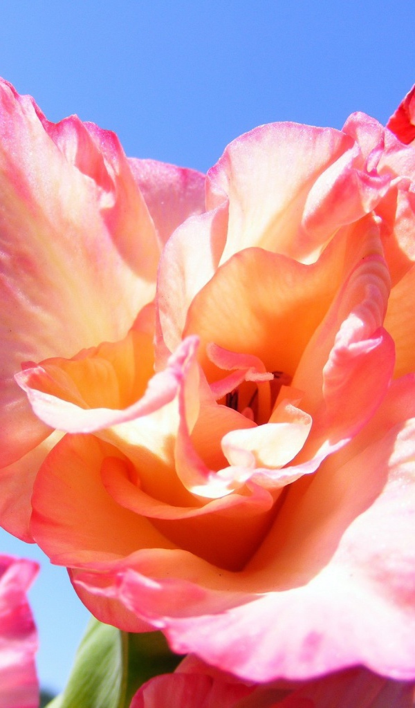 Цветок оранжевого гладиолуса