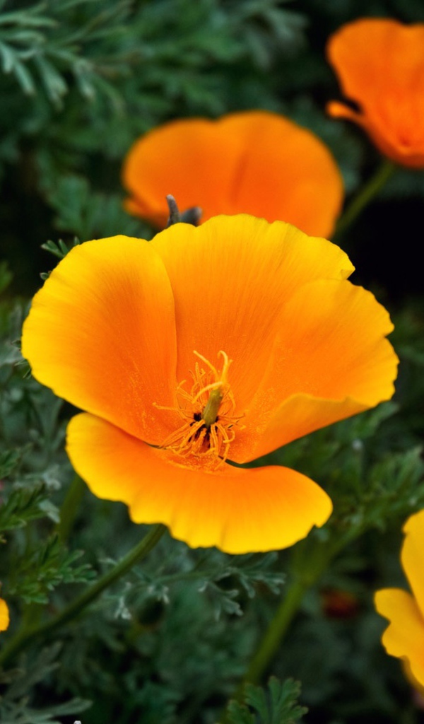 Оранжевые цветы