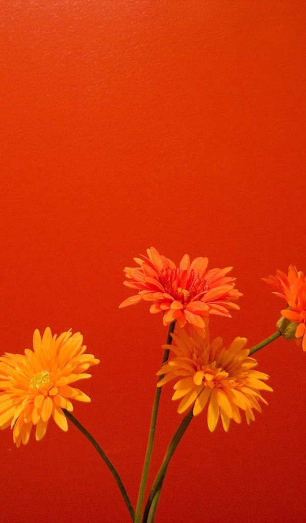 Оранжевые цветы на красном фоне