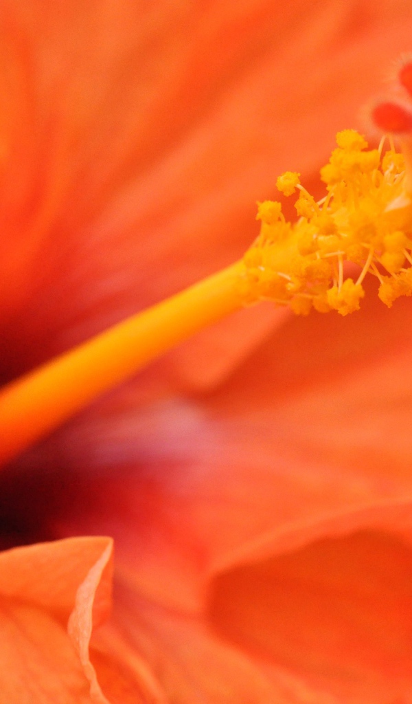 Оранжевый гибискус