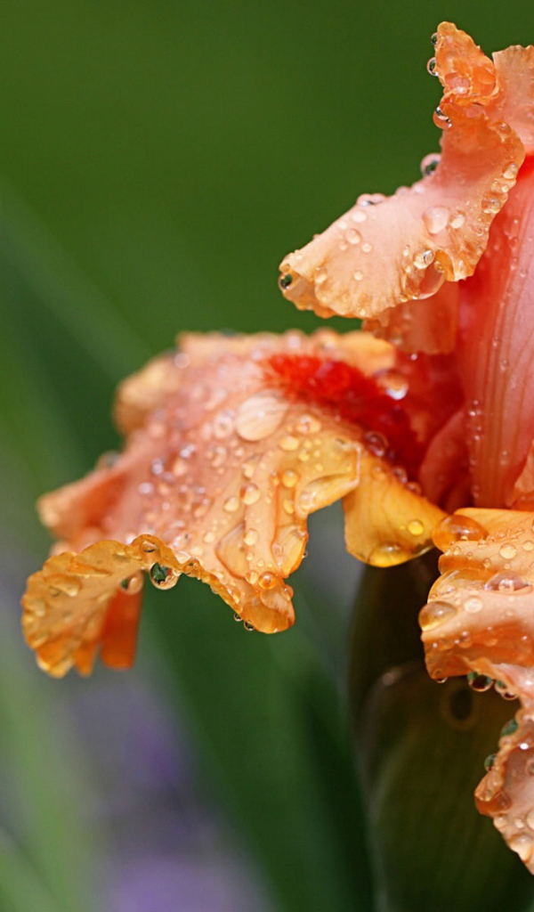 Оранжевый цветок ирис