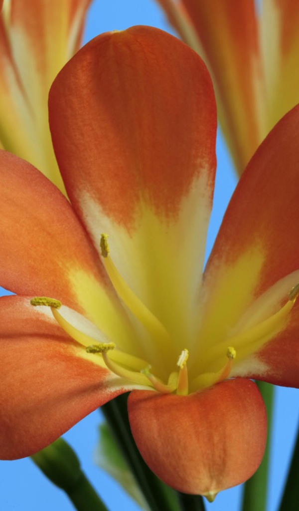 Оранжевые лилии