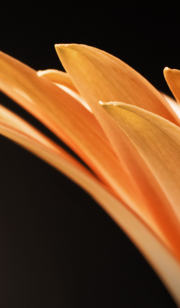 Оранжевые лепестки цветка