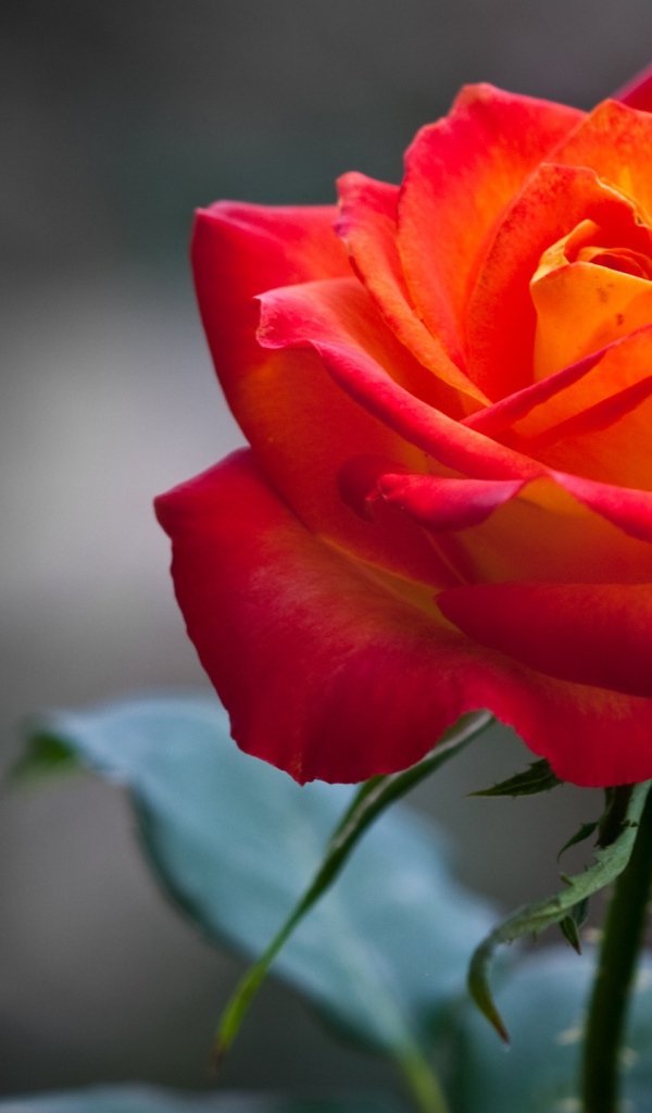 Оранжевая роза