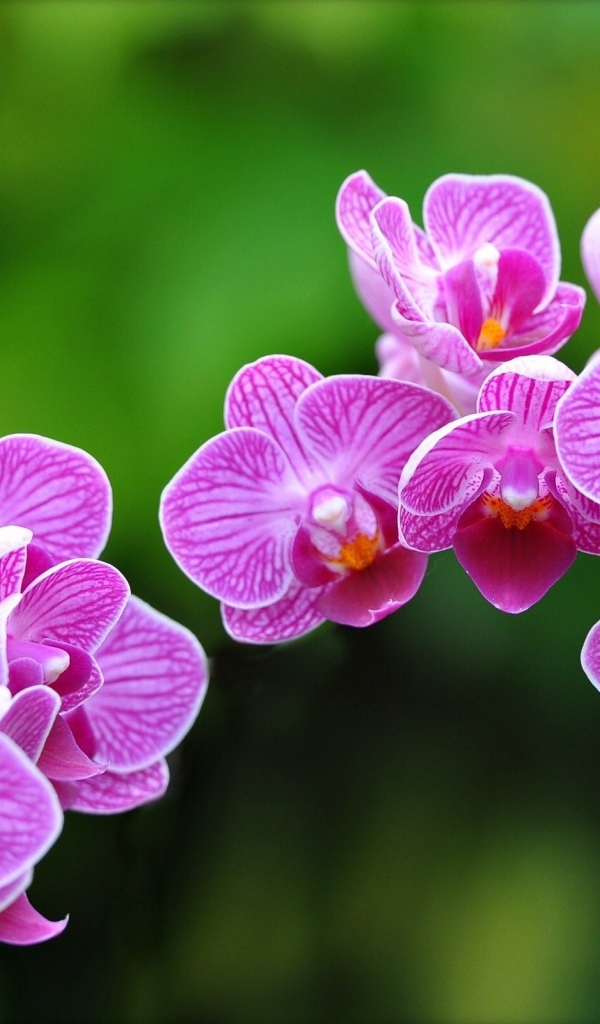 Цветки Орхидеи