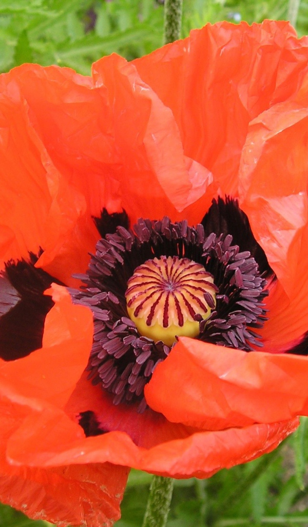 Восточный мак распустился в саду