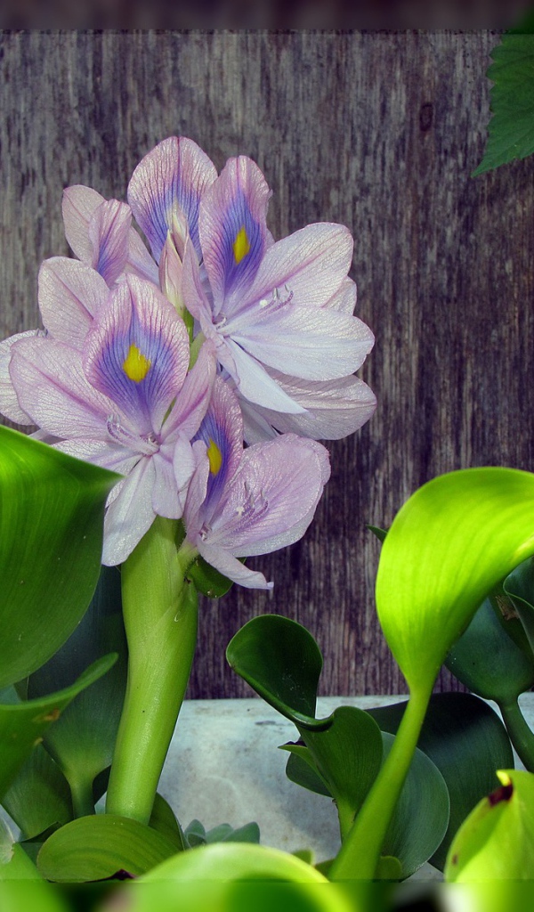 Цветок гиацинт восточный