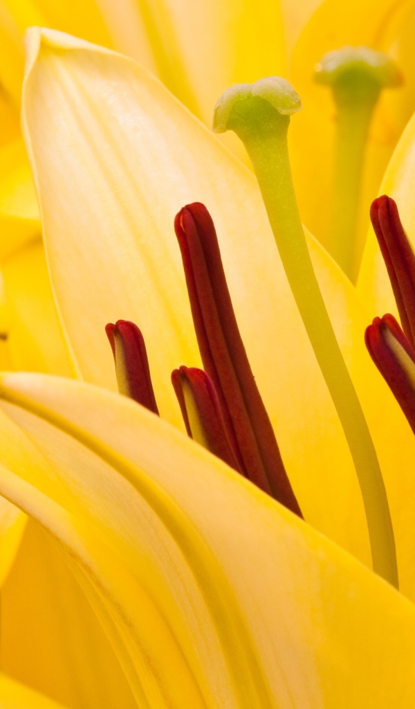 Восточная лилия