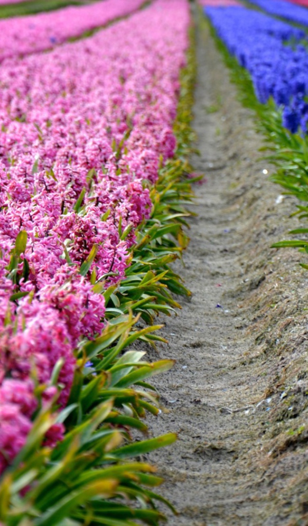 Поля декоративных цветов