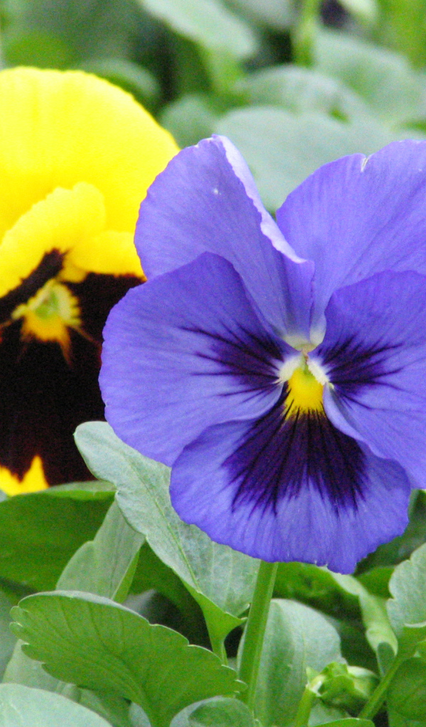 Анютины глазки расцвели в саду