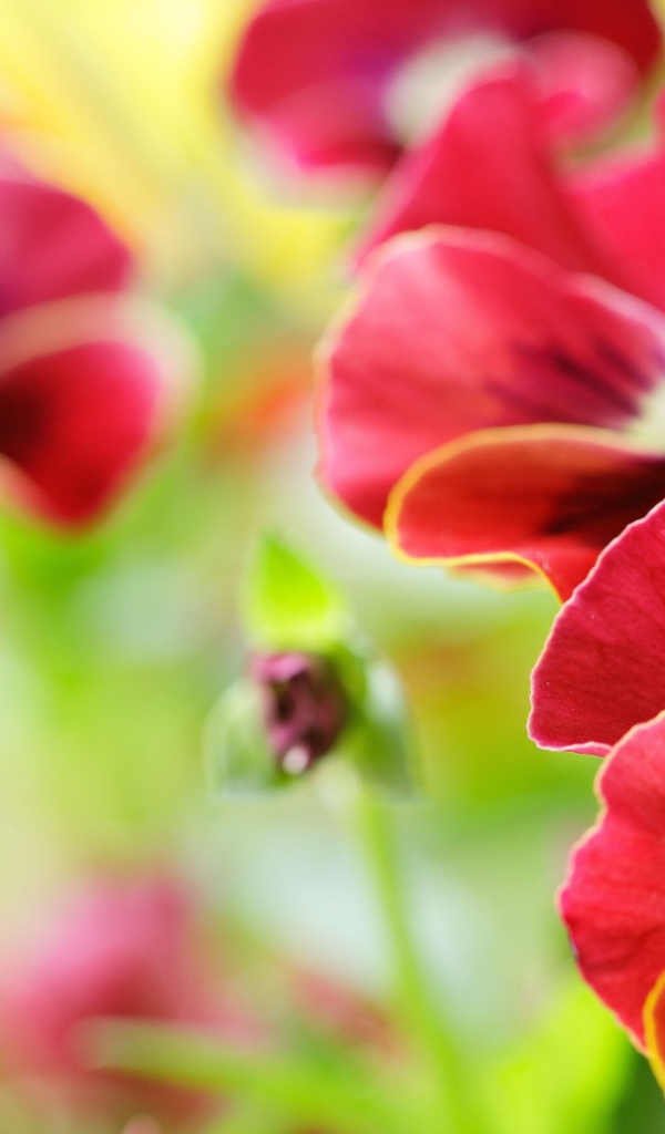 Анютины глазки