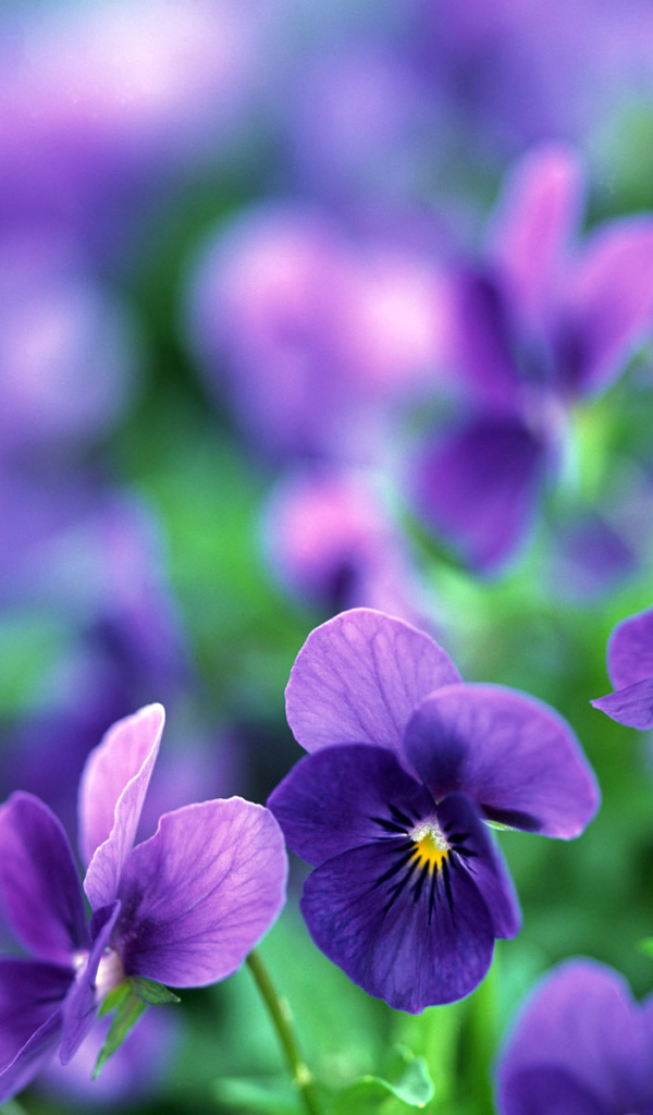 Цветы анютины глазки в саду