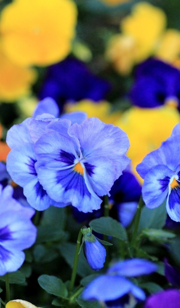 Цветы анютины глазки весной в саду