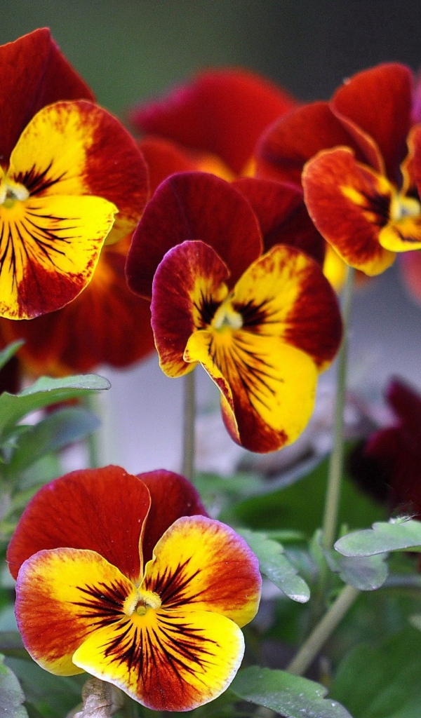 Цветы анютины глазки расцвели